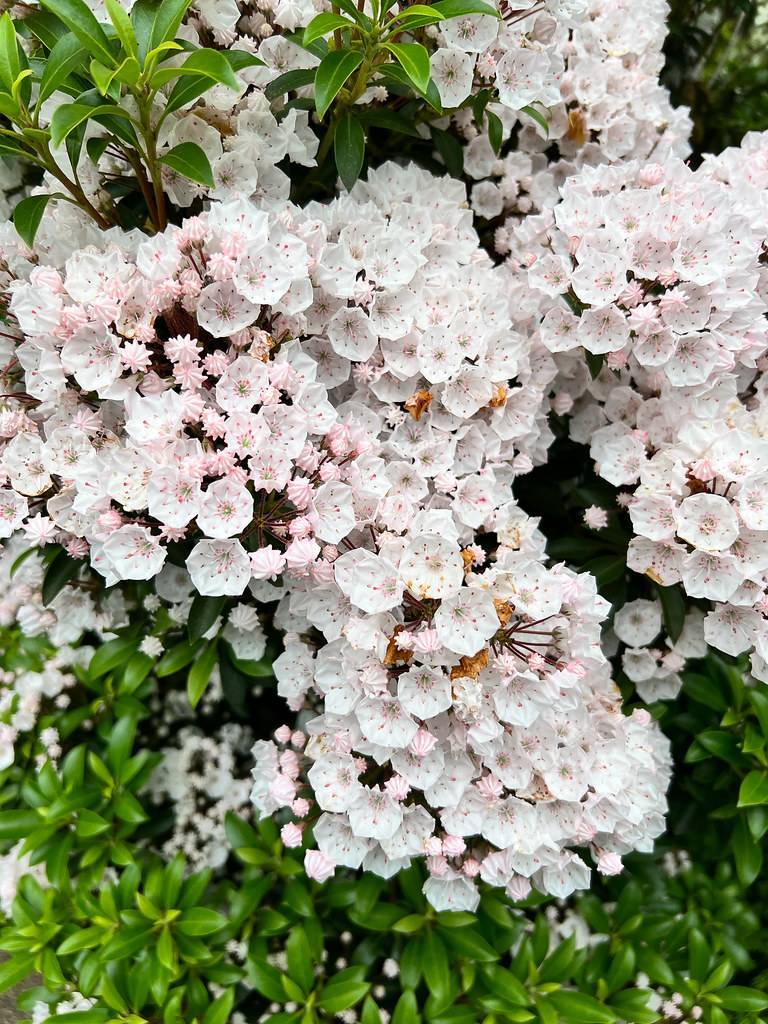 dense green foliage  accompanied by clusters of showy, cup-shaped white-pink flowers