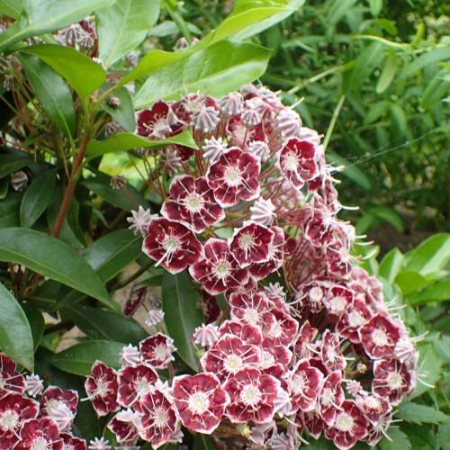 Red-white flower with white center, orange stigma, white style, yellow ovary, orange anthers, white filament, red-white buds, red stems, white hair, brown branches, green leaves and yellow midrib.