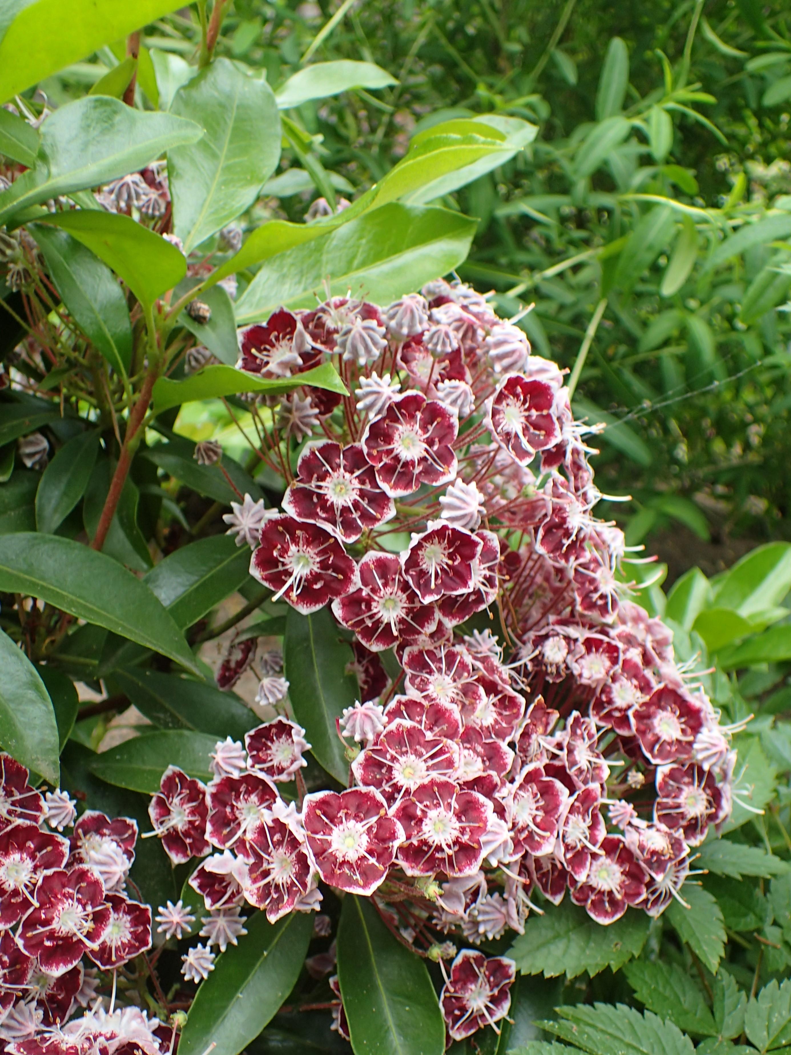 Red-white flower with white center, orange stigma, white style, yellow ovary, orange anthers, white filament, red-white buds, red stems, white hair, brown branches, green leaves and yellow midrib.