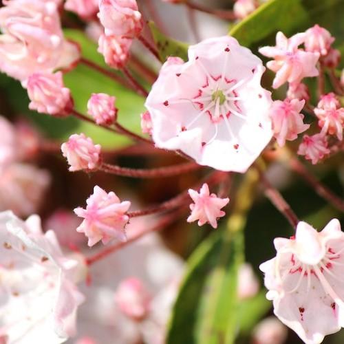 Light-Pink flower with stigma, white-burgundy center, white style, lime ovary, burgundy anthers, white filaments, pink-white buds, burgundy sepals, white hair and green leaves
