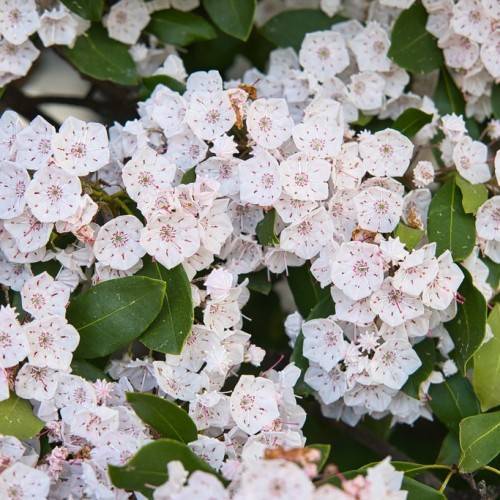white foliage adorned with clusters of white-pink flowers