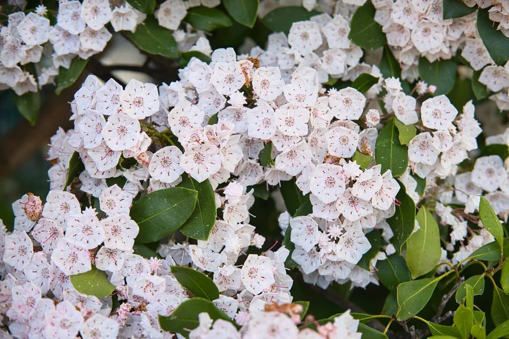 white foliage adorned with clusters of white-pink flowers