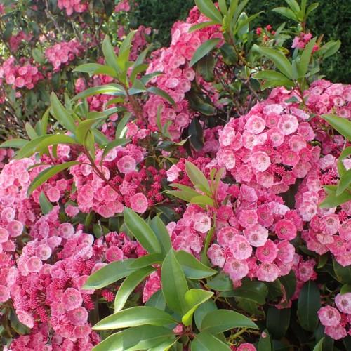 Pink flower with stigma, pink-burgundy center, burgundy style, lime ovary, burgundy anthers, white filaments, pink buds, burgundy stems maroon branches, green leaves, yellow midrib and blades.