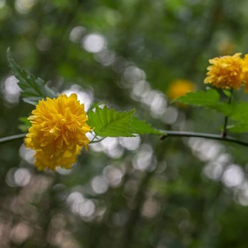 abundant yellow flowers resembling bursting fireworks and serrated green leaves and brown stem