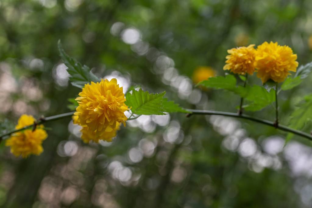 abundant yellow flowers resembling bursting fireworks and serrated green leaves and brown stem
