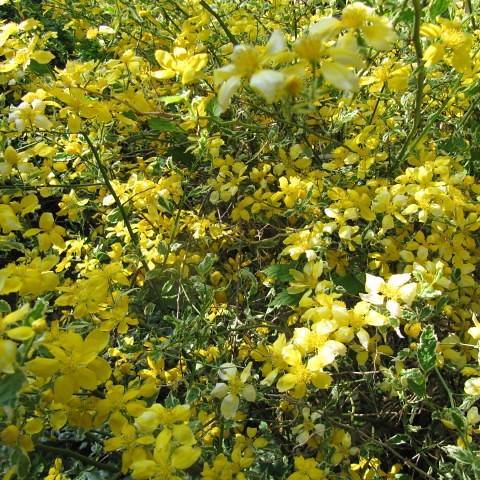 green foliage adorned with clusters of yellow flowers on slender brown stems