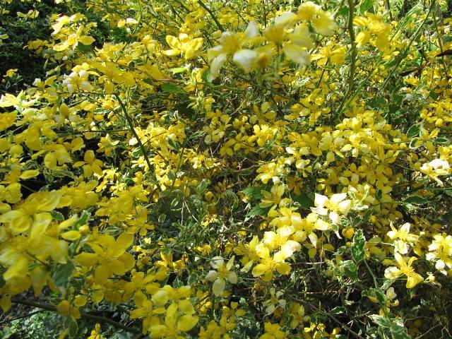 green foliage adorned with clusters of yellow flowers on slender brown stems