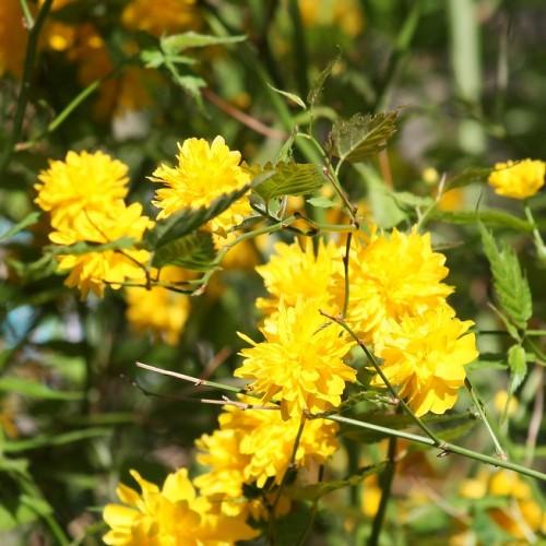 Yellow flower with olive leaves and green stems.