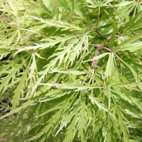 Green leaves with burgundy-white stems