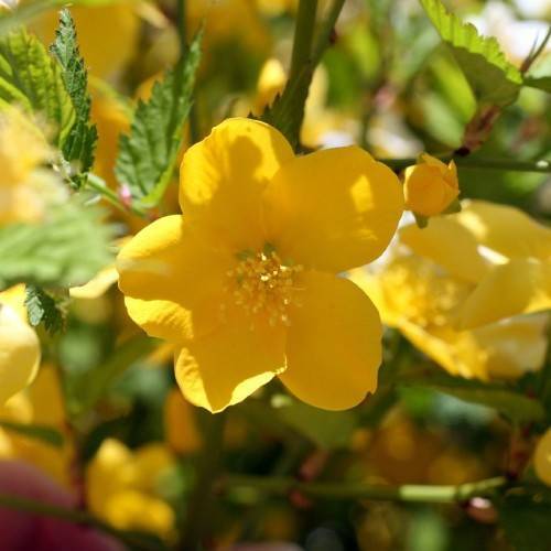 golden-yellow flowers blooming on arching green branches with yellow stamens serrated green leaves