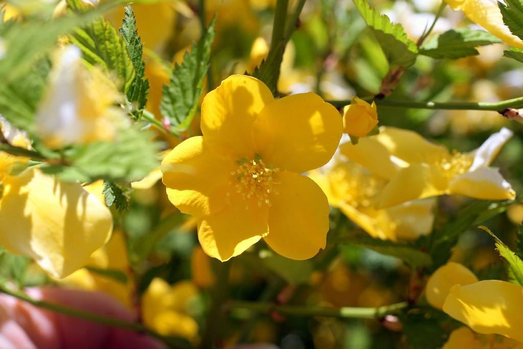 golden-yellow flowers blooming on arching green branches with yellow stamens serrated green leaves