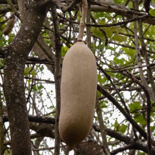 large, pendulous beige fruit resembling elongated sausages, hanging from the textured brown branches