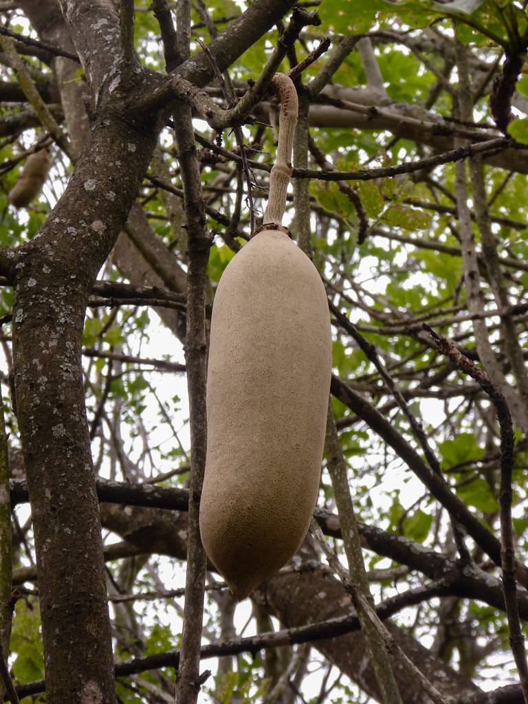 large, pendulous beige fruit resembling elongated sausages, hanging from the textured brown branches