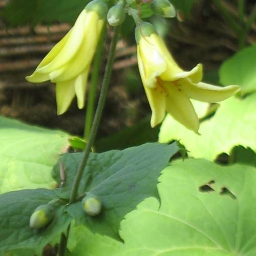 clusters of velvety golden-yellow flowers with green serrated leaves, and sepals