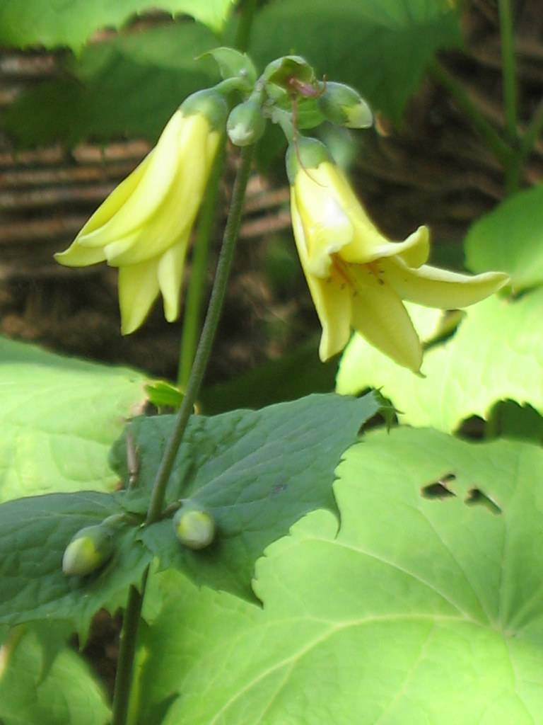 clusters of velvety golden-yellow flowers with green serrated leaves, and sepals