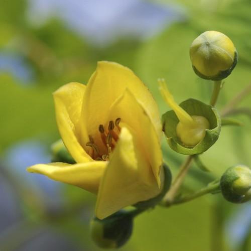 Yellow flower and stigma, yellow-brown anthers, brown filaments, yellow-lime buds, lime leaves and stems.