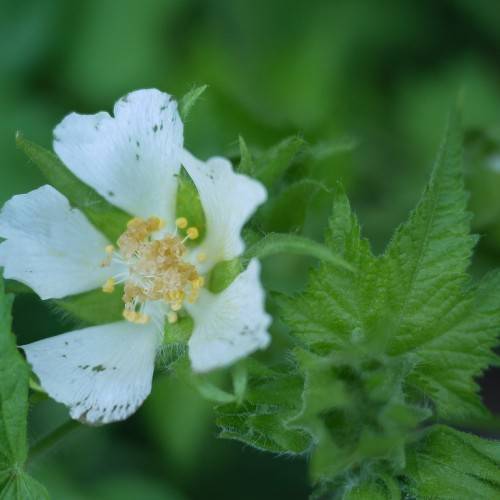 white flower with intricate patterns and  creamy-golden stamens; serrated hairy green leaves
