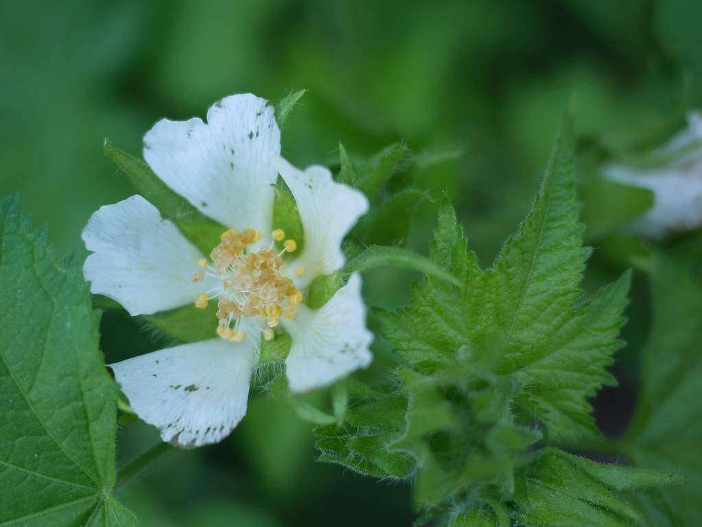 white flower with intricate patterns and  creamy-golden stamens; serrated hairy green leaves