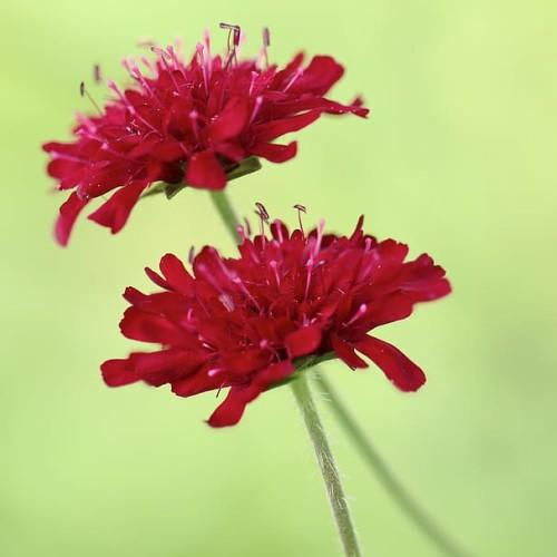 Red flower with light-pink stigma, light-pink style, pink-white anthers, pink filament, white hair, green sepal and stems