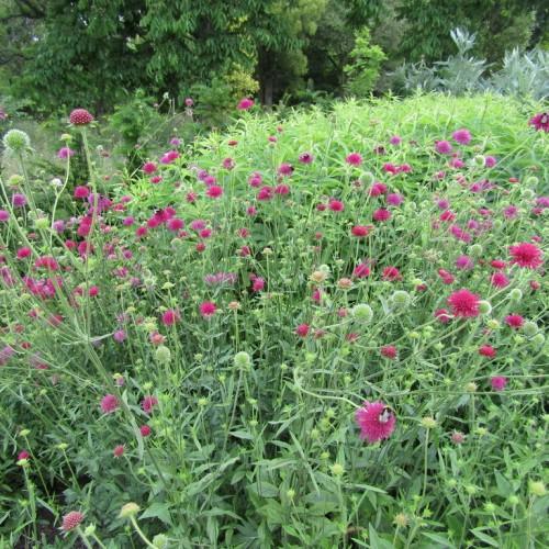 Magenta flowers with lime buds, white hair, green leaves and stems.