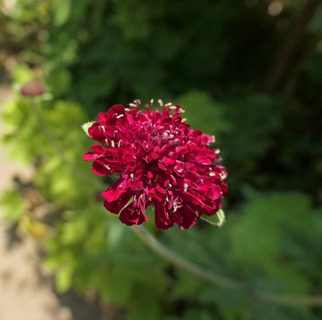 a profusion of maroon-red flowers with green stem and green foliage