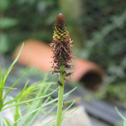 clusters of burgundy-brown flowers on the green stem