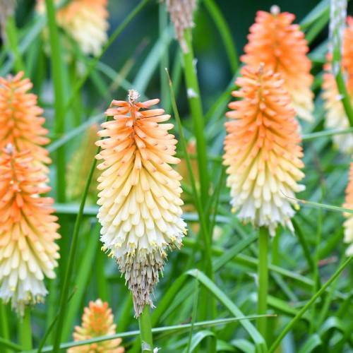tall spikes adorned with vibrant orange-creamy-white flowers on green stems