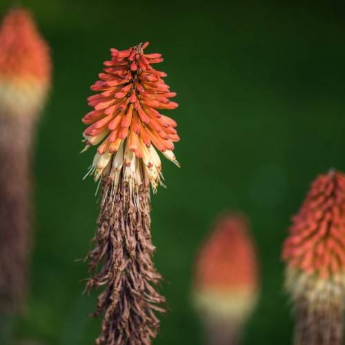 tall spikes of coral-white flowers atop sturdy brown stems