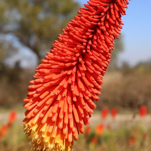 Yellow-orange flowers with orange buds, black stigma, yellow filaments.