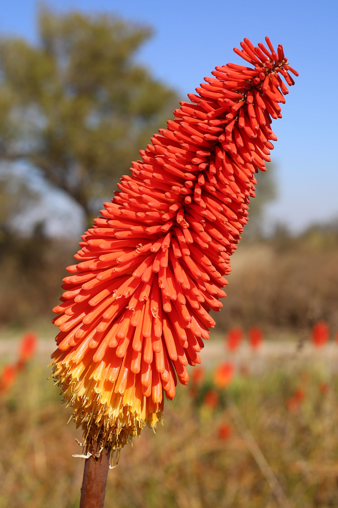 striking upright spikes of tubular vibrant red-orange flowers resembling fiery popsicles