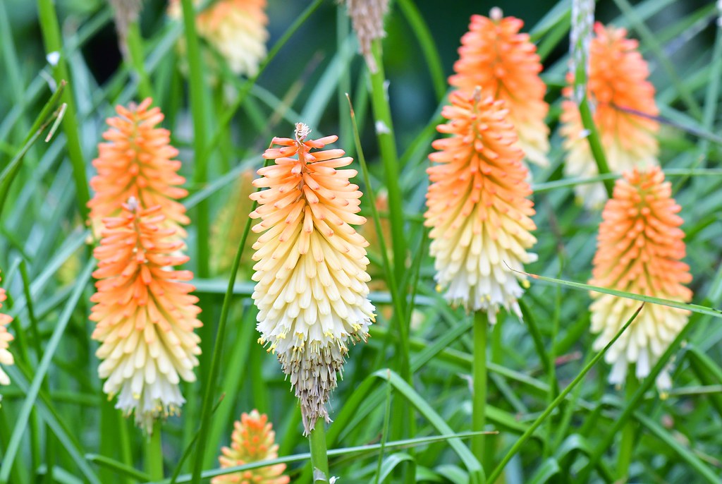 tall spikes adorned with vibrant orange-creamy-white flowers on green stems