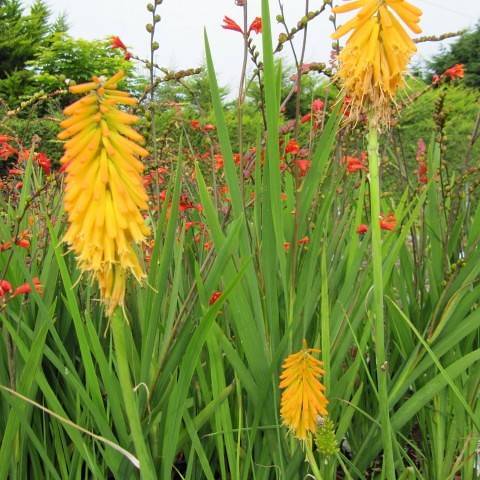 Spikes of yellow-orange tubular flowers on green stems with long green leaves