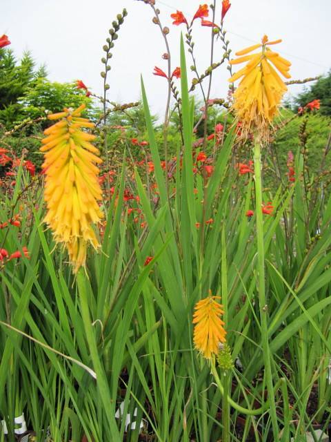 Spikes of yellow-orange tubular flowers on green stems with long green leaves