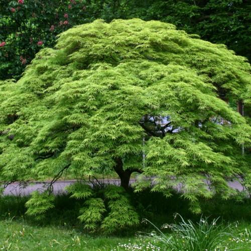 The tree has green leaves on the dark-brown branches with a dark-brown trunk.
