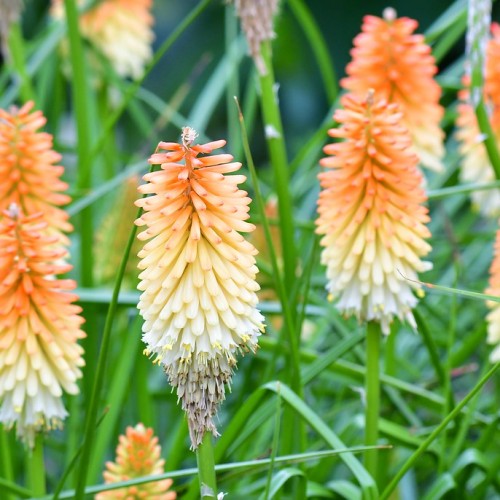 Yellow flower with Yellow-orange buds, green stem and leaves, yellow-black stigma, yellow stamen and style,