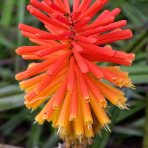 Orange-red flower with red buds, yellow anthers, off-white filament.