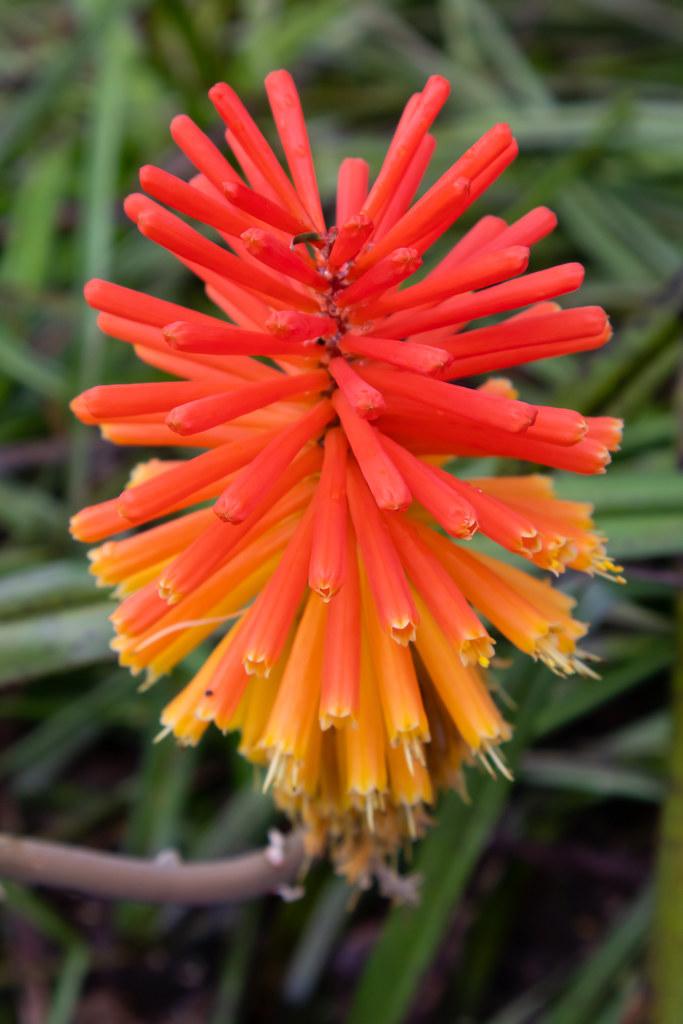 Orange-red flower with red buds, yellow anthers, off-white filament.