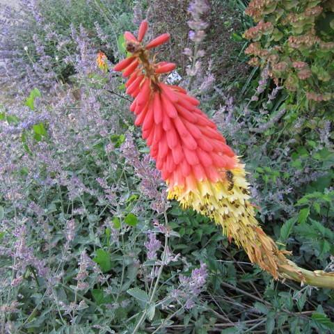 tall spike of fiery red-yellow flowers rise above clumps of green foliage