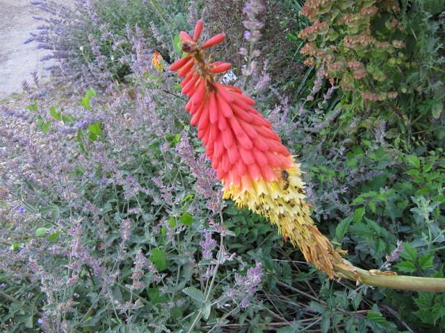 tall spike of fiery red-yellow flowers rise above clumps of green foliage