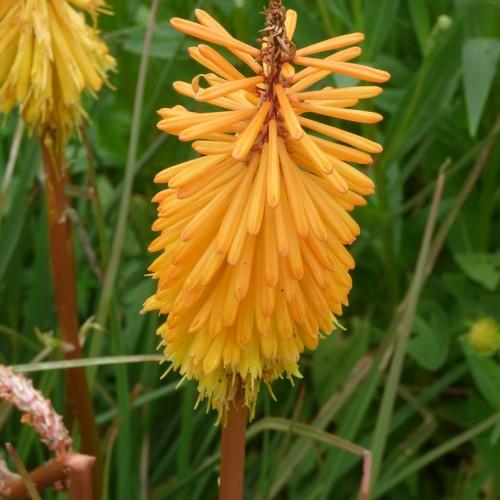 Yellow flower with gold buds, yellow filaments, black anthers and brown stems.