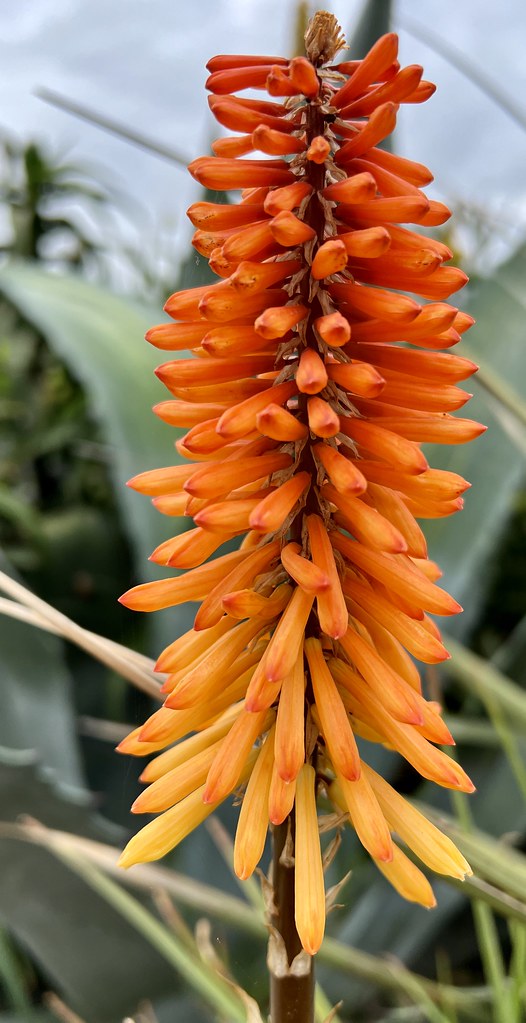 whimsical spikes of tubular orange-yellow flowers in a medley of vibrant colors, including shades of orange, red, and yellow