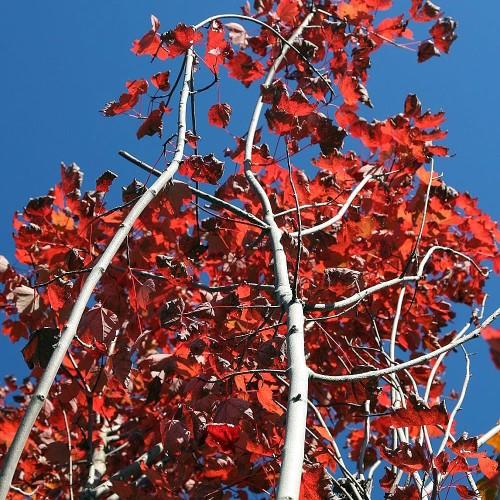 red leaves with beige-white branches and trunks