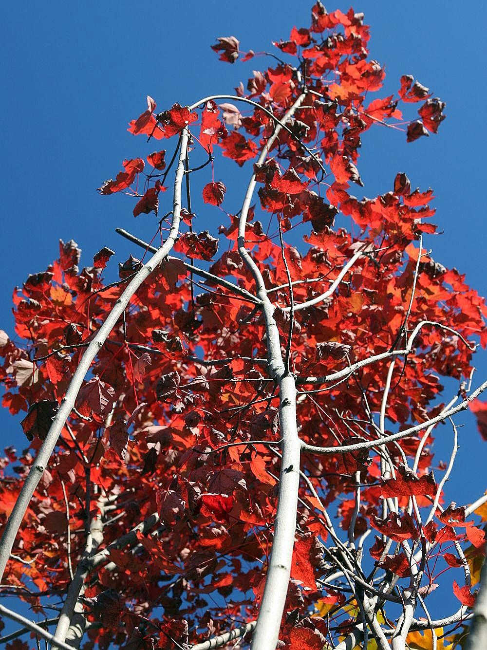 red leaves with beige-white branches and trunks