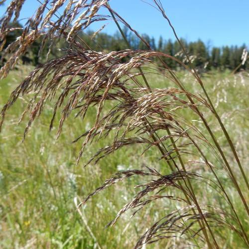 brown stem with beige beige spikelets