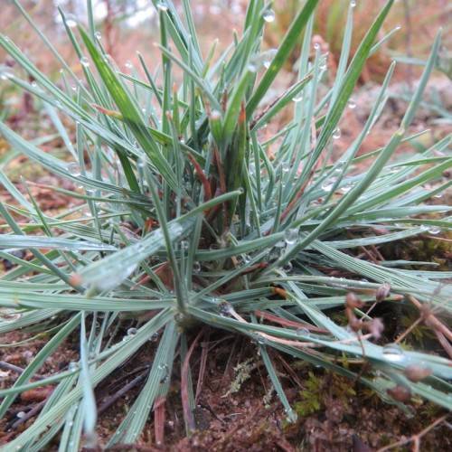 tufts of elongated, slender, green grass blades