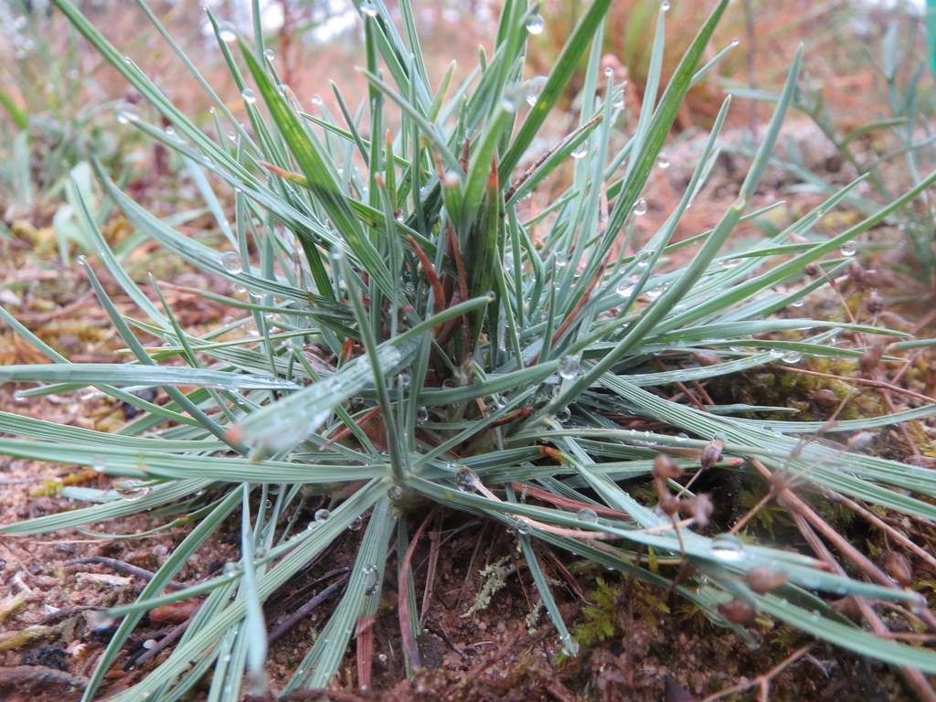 tufts of elongated, slender, green grass blades