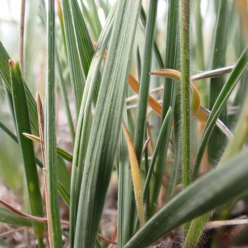 tufts of slender, golden-green grass leaves swaying in the breeze