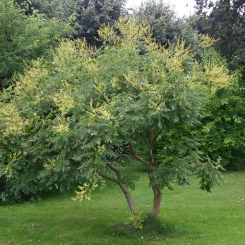 Yellow flowers and green leaves, yellow stems, brown branches and trunk.