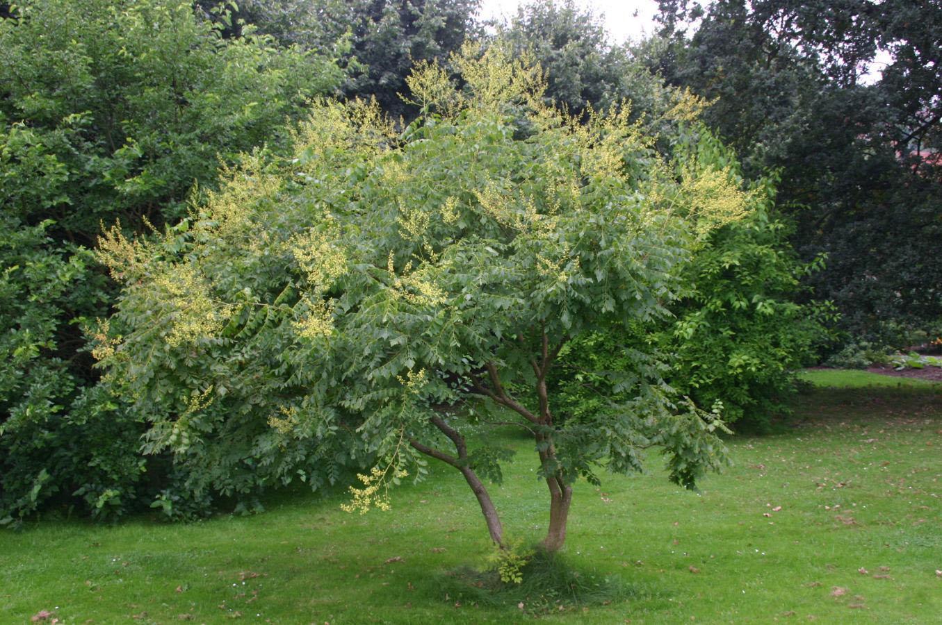 Yellow flowers and green leaves, yellow stems, brown branches and trunk.