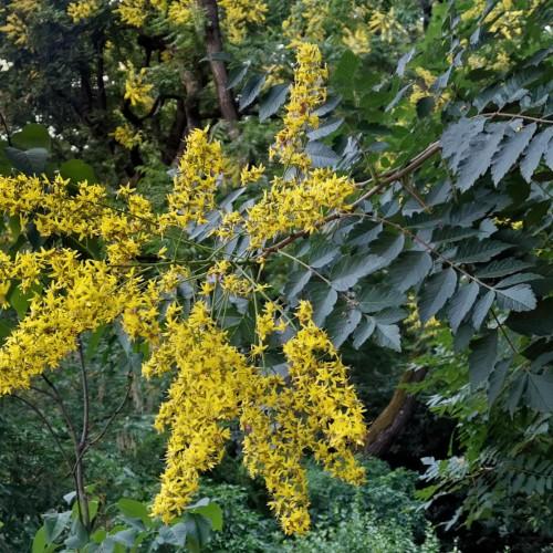 Yellow flower with brown center, green stems, brown branches, dark-green leaves, yellow midrib and veins.